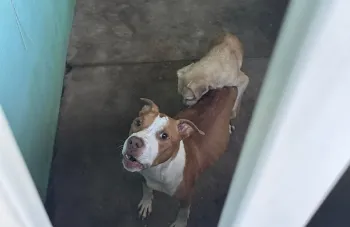 Cachorros s�o resgatados em resid�ncia ap�s duas semanas abandonados