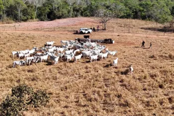 Rebanho de 120 cabe�as de gado � apreendido em fazenda de MT (Foto: Pol�cia Civil)