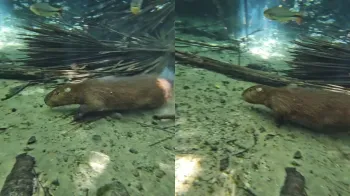 Capivara nada em rio de �guas cristalinas em Nobres, MT Foto: Reprodu��o