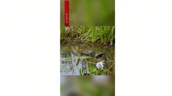 Jacar� foi flagrado predando uma sucuri no Pantanal mato-grossense (Ajustada por IA)