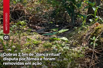 Cobras caninanas entrela�adas durante o acasalamento. Foto: Lu�s Felipe Monteiro C�sar (Ajustada por IA)