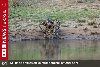 Animais se refrescam durante seca no Pantanal de MT (Ajustada por IA)