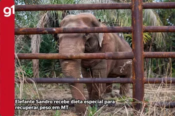 Elefante Sandro recebe dieta especial para recuperar peso em Santu�rio de MT (Ajustada por IA)