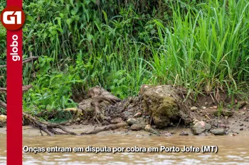 On�as entram em disputa por cobra em Porto Jofre (MT) (Ajustada por IA)