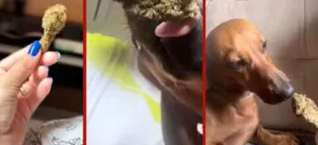 Mulher � presa por posse de drogas e maus tratos animais ap�s oferecer maconha para cachorro. Foto: Reprodu��o