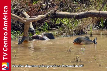 Ariranhas disputam peixe grande em rio no Pantanal de MT (Ajustada por IA)