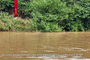 Ariranhas 'espantam' on�a-pintada durante encontro em rio no Pantanal de MT (Ajustada por IA)