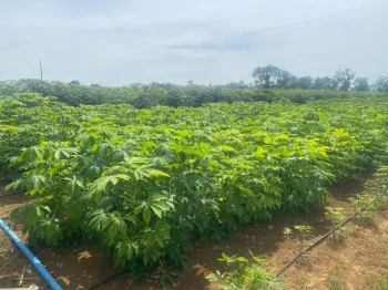 Mandiocultura est� entre as oito cadeias produtivas priorit�rias do MT Produtivo Desenvolvimento e Sustentabilidade - Foto por: V�nia Neves