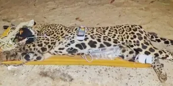 Ataque de on�a: imagens da rotina dos animais passar�o por per�cia
