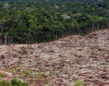 Dados foram divulgados nesta quinta-feira (15) no Relat�rio Anual do Desmatamento (RAD) pela rede MapBiomas