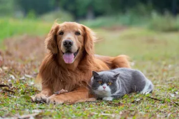Entenda como � feita a transfus�o de sangue em animais