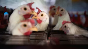 Pesquisadora avalia impactos da gripe aviria no agro brasileiro