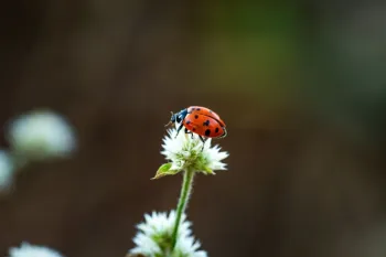 As joaninhas t�m uma vida cheia de curiosidades e s�o muito importantes para o equil�brio dos ecossistemas