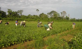 Agricultores familiares fazem colheita manual de feij�o-caupi