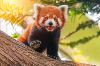 8 curiosidades incr�veis sobre os pandas-vermelhos