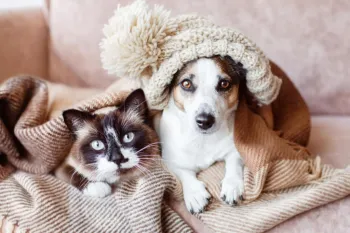 O inverno pode influenciar diretamente o apetite, o humor, a pele e o sistema imunol�gico dos pets