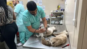 Gatos s�o castrados em mutir�o da Secretaria Municipal de Prote��o e Defesa dos Animais. Foto: Divulga��o