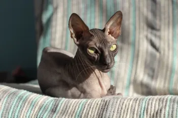 Gatos sem pelos exigem cuidados espec�ficos para evitar problemas de pele. Imagem: Viachaslau Herostratos | Shutterstock