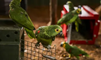 Bras�lia (DF), 28/03/2025 - Ibama faz a soltura de 14 araras e 19 papagaios. As aves ser�o reintroduzidas � natureza na Reserva ecol�gica Chapada Imperial. Foto: Marcelo Camargo/Ag�ncia Brasil