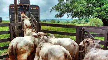Os paradoxos da rastreabilidade na cadeia da pecu�ria de corte