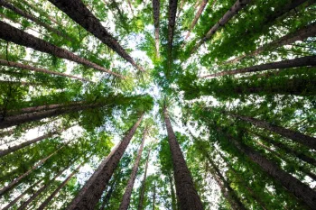 As principais afetadas pela taxa��o s�o Suzano e Eldorado Brasil, duas maiores exportadoras de celulose brasileira aos Estados Unidos� Foto: @tbzr/Unsplash