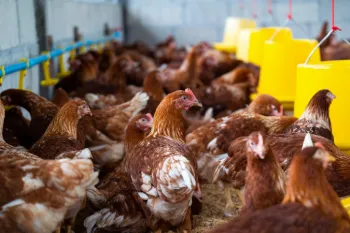 Apenas em 2024, o Pa�s registrou recordes como 1,6 bilh�o de aves comerciais e 5,4 bilh�es de d�zias de ovos