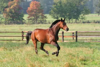 Os cavalos s�o criaturas cheias de peculiaridades
