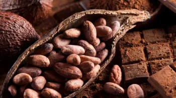 Cacau, imposto e o velho erro brasileiro