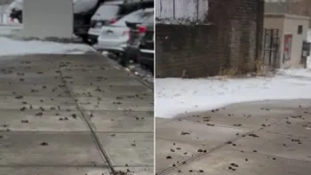 Cal�ada de Nova York tomada por fezes de c�es viraliza Foto: Reprodu��o/TikTok