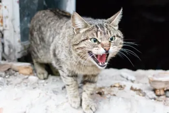 O gato nem sempre � arisco por natureza