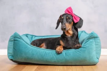 Nomes inspirados em cores s�o f�ceis de associar �s caracter�sticas do cachorro