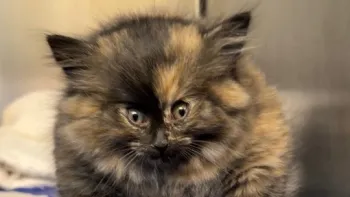 Por condi��o rara, Zoe foi comparada a um baiacu Foto: Reprodu��o/Instagram