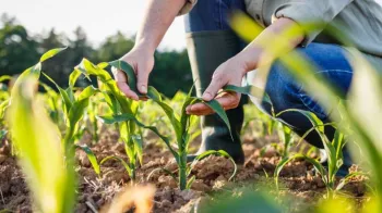 O cen�rio clim�tico do outono e o que ele indica para o agro brasileiro