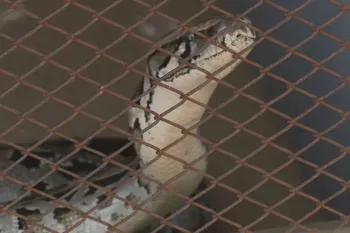 Mol�cula identificada em p�tons pode contribuir para novos tratamentos contra obesidade