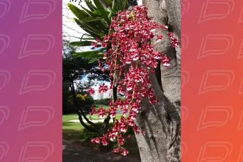 Orqu�dea Chocolate � de f�cil cultivo e exala aroma doce. Foto: Blog Uma Flor Por Dia