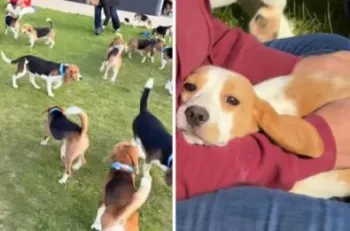 Ativistas nos EUA resgatam 1,5 mil c�es da ra�a beagles