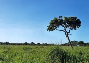 Cerrado brasileiro Foto: Divulga��o/Minist�rio do Meio Ambiente