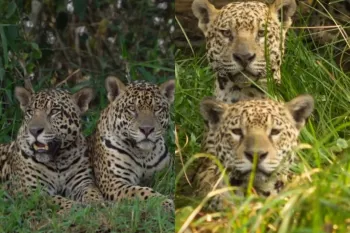 On�as-pintadas machos Iko e Katu, a primeira dupla documentada em 2015, no Pantanal.