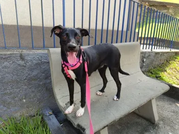Luna tem 9 meses