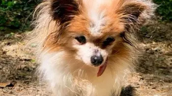Lazare, o cachorro mais velho do mundo (Foto: lazare_le_trentenaire/Instagram)