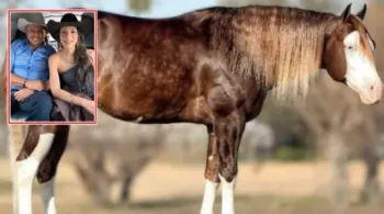 Advogado de Mato Grosso gasta R$ 44 milh�es em um cavalo de luxo