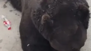 Urso bebendo Coca-Cola