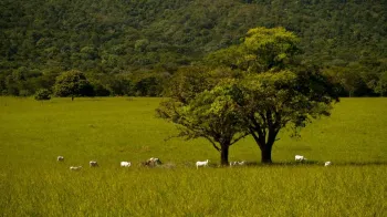 O efeito poupa-terra na pecu�ria