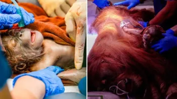 Nasceu o primeiro orangotango macho gerado por insemina��o artificial Foto: Reprodu��o / Mandai Wildlife Group