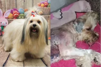 Tedy sofreu queimaduras graves durante banho e tosa em pet shop de Cuiab�. Foto: Arquivo pessoal