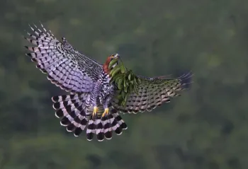 Gavi�o de penacho (Spizaetus ornatus) visto em Duco Lodge, em Eldorado