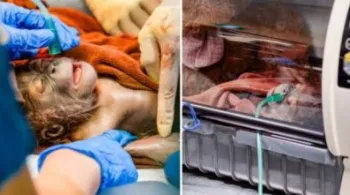Nasce primeiro orangotango macho com ajuda de insemina��o artificial