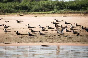 Talha-mar ou corta-�gua � da fam�lia Laridae, ordem Charadriiformes. Foto: Carol Brenk