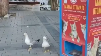Gaivota esperta aprende a miar para conseguir comida de gato