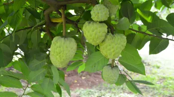 Fruta da pinha pendurada nos galhos de uma �rvore. Elas parecem grandes abacates, mas s�o enrugadas e de um tom de verde mais claro.